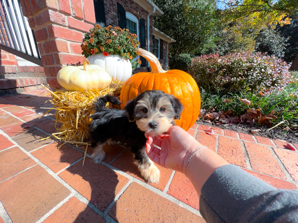 Morkie Puppy for Adoption