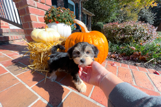 Morkie Puppy for Adoption