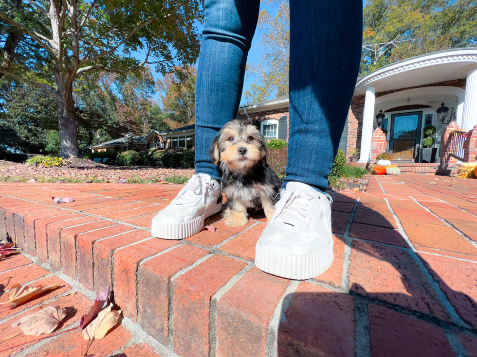Morkie Puppy for Adoption