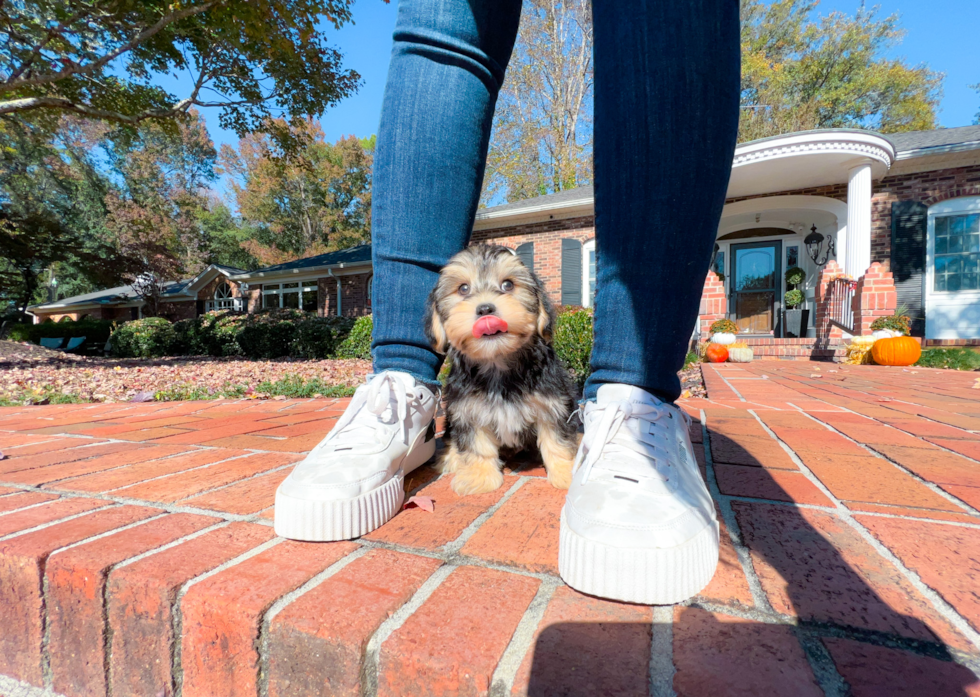 Cute Morkie Baby