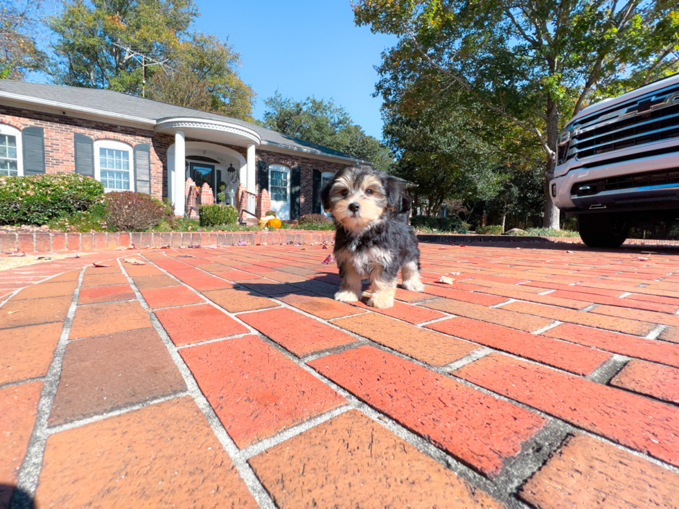 Best Morkie Baby
