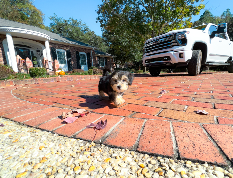 Morkie Pup Being Cute