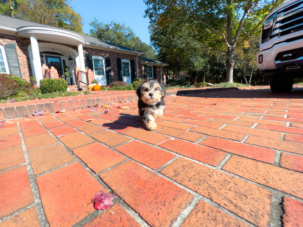 Cute Morkie Baby