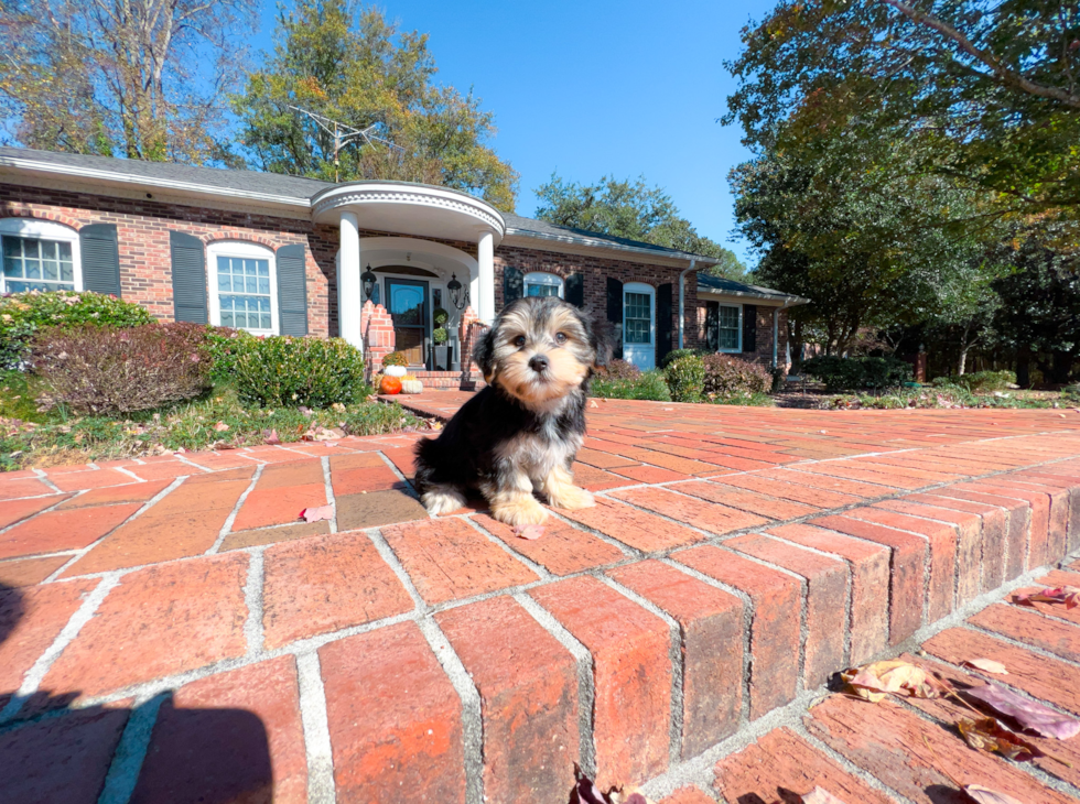 Morkie Puppy for Adoption