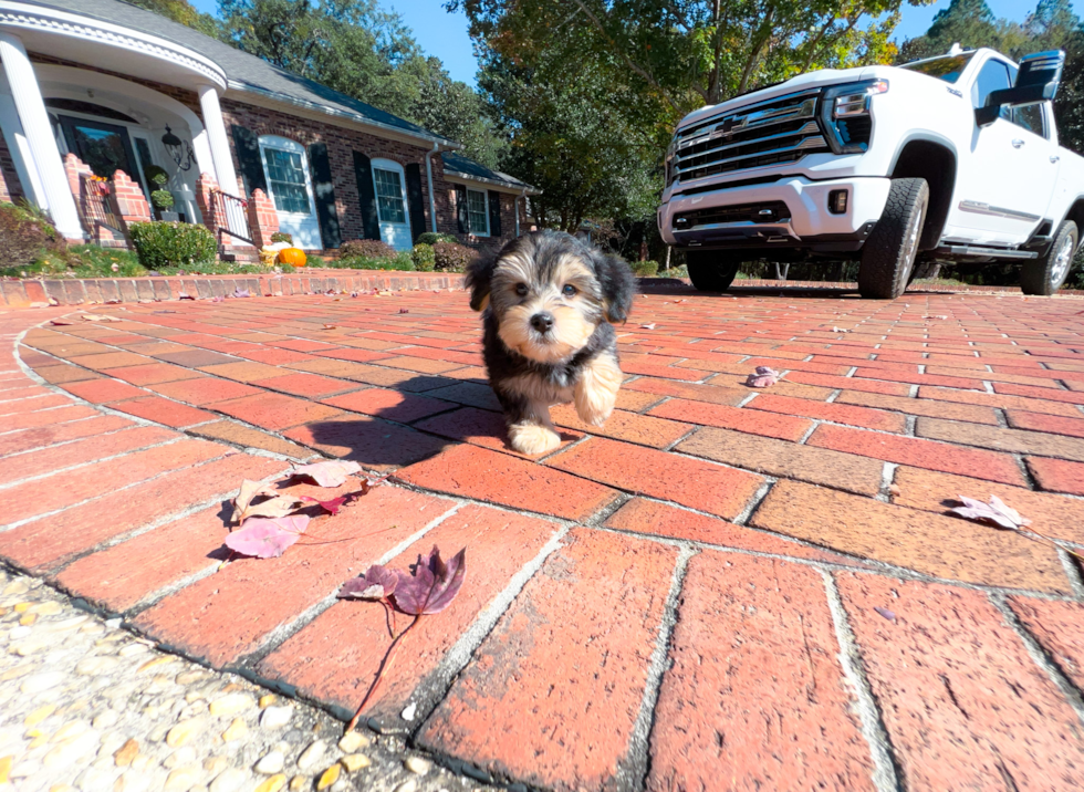 Cute Yorkie Designer Puppy