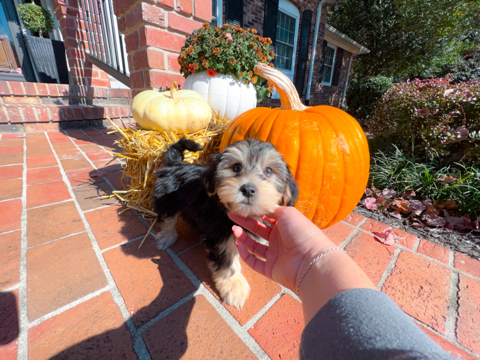 Cute Yorkie Designer Puppy