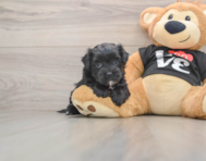 5 week old Morkie Puppy For Sale - Simply Southern Pups