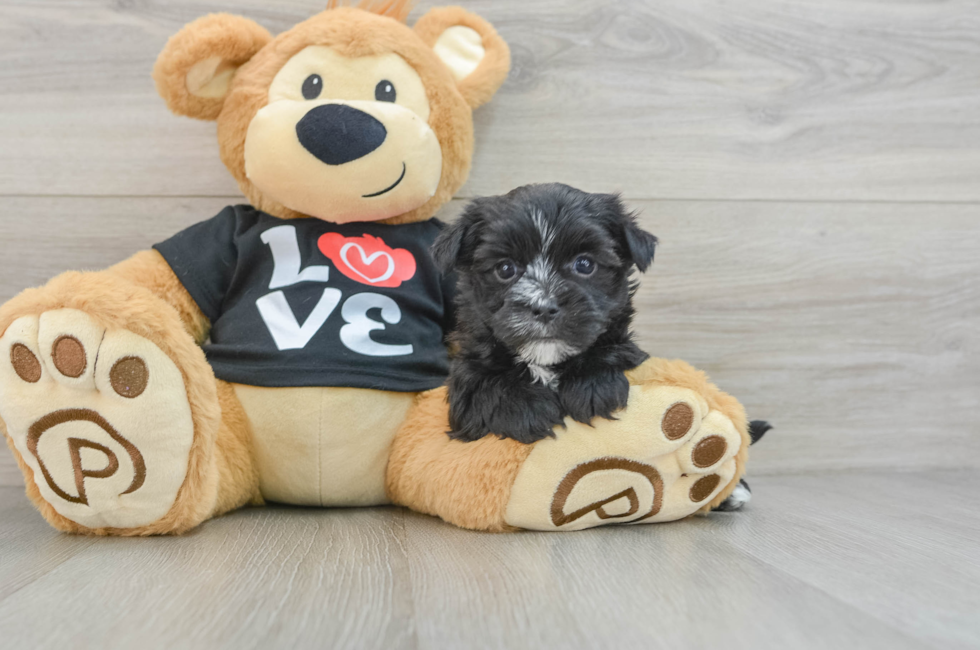 6 week old Morkie Puppy For Sale - Simply Southern Pups