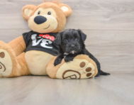 5 week old Morkie Puppy For Sale - Simply Southern Pups