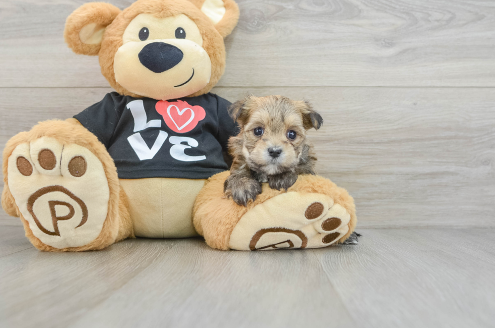 6 week old Morkie Puppy For Sale - Simply Southern Pups