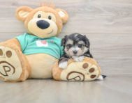 7 week old Morkie Puppy For Sale - Simply Southern Pups