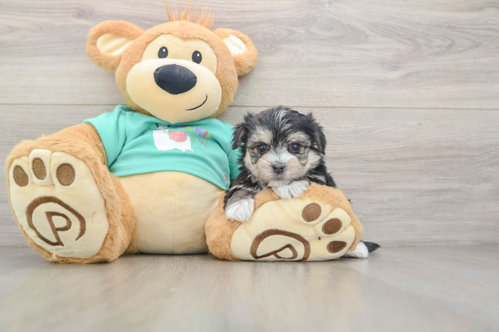 Morkie Pup Being Cute