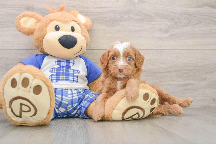 Adorable Mini Berniedoodle Poodle Mix Puppy