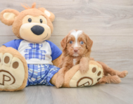 8 week old Mini Bernedoodle Puppy For Sale - Simply Southern Pups