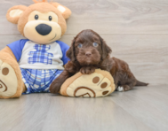 8 week old Mini Bernedoodle Puppy For Sale - Simply Southern Pups