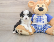 6 week old Mini Bernedoodle Puppy For Sale - Simply Southern Pups