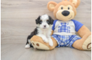 Petite Mini Bernedoodle Poodle Mix Pup