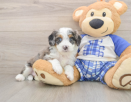 6 week old Mini Bernedoodle Puppy For Sale - Simply Southern Pups