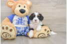 Mini Bernedoodle Puppy for Adoption