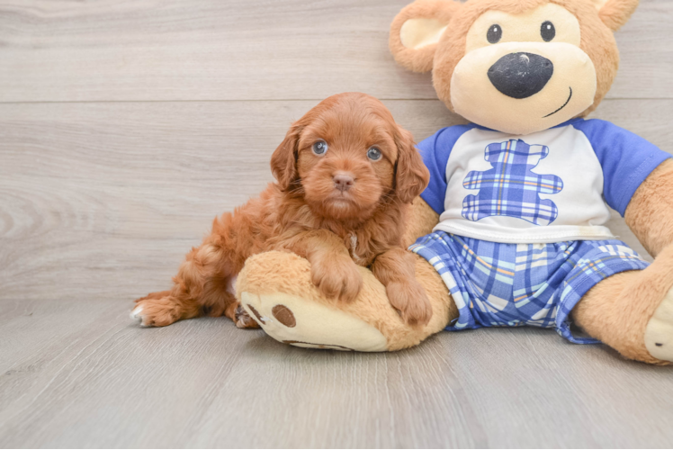 Happy Mini Bernedoodle Baby