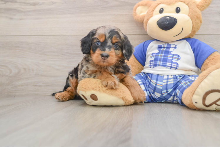 Playful Mini Bernesedoodle Poodle Mix Puppy