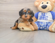 7 week old Mini Bernedoodle Puppy For Sale - Simply Southern Pups