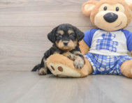7 week old Mini Bernedoodle Puppy For Sale - Simply Southern Pups