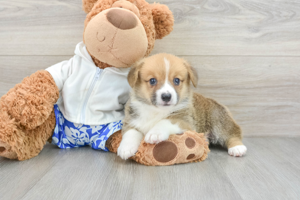 Pembroke Welsh Corgi Puppy for Adoption