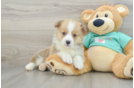 Pembroke Welsh Corgi Puppy for Adoption