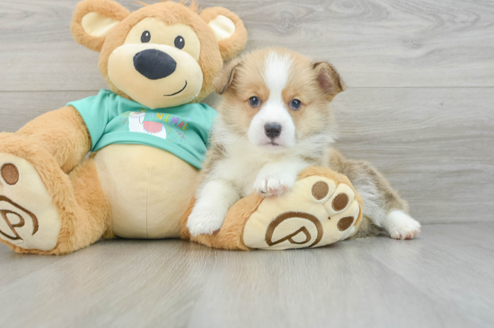 7 week old Pembroke Welsh Corgi Puppy For Sale - Simply Southern Pups