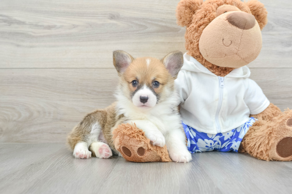 6 week old Pembroke Welsh Corgi Puppy For Sale - Simply Southern Pups
