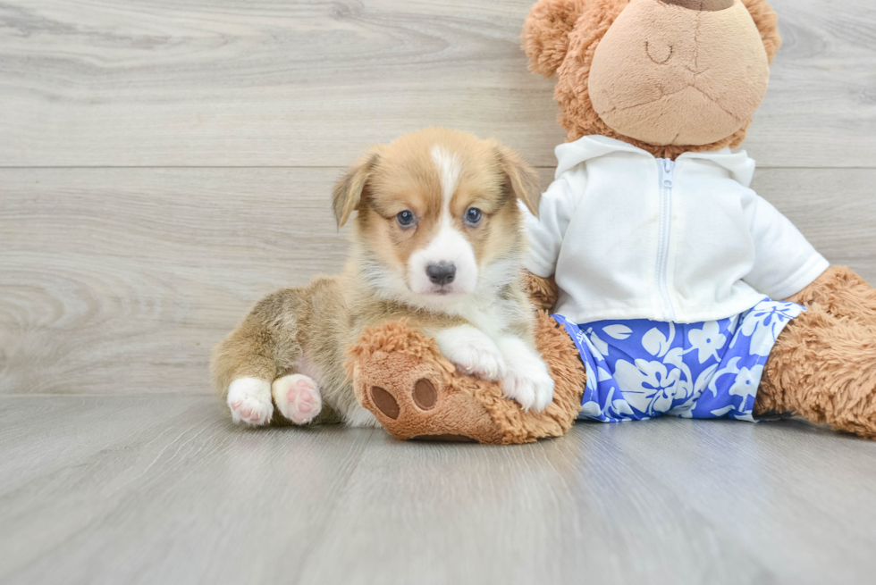 Friendly Pembroke Welsh Corgi Purebred Pup