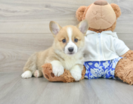 7 week old Pembroke Welsh Corgi Puppy For Sale - Simply Southern Pups