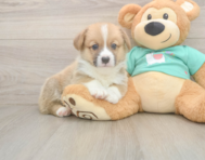 5 week old Pembroke Welsh Corgi Puppy For Sale - Simply Southern Pups