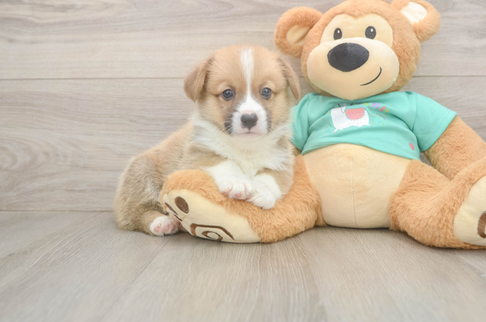 5 week old Pembroke Welsh Corgi Puppy For Sale - Simply Southern Pups