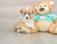 5 week old Pembroke Welsh Corgi Puppy For Sale - Simply Southern Pups
