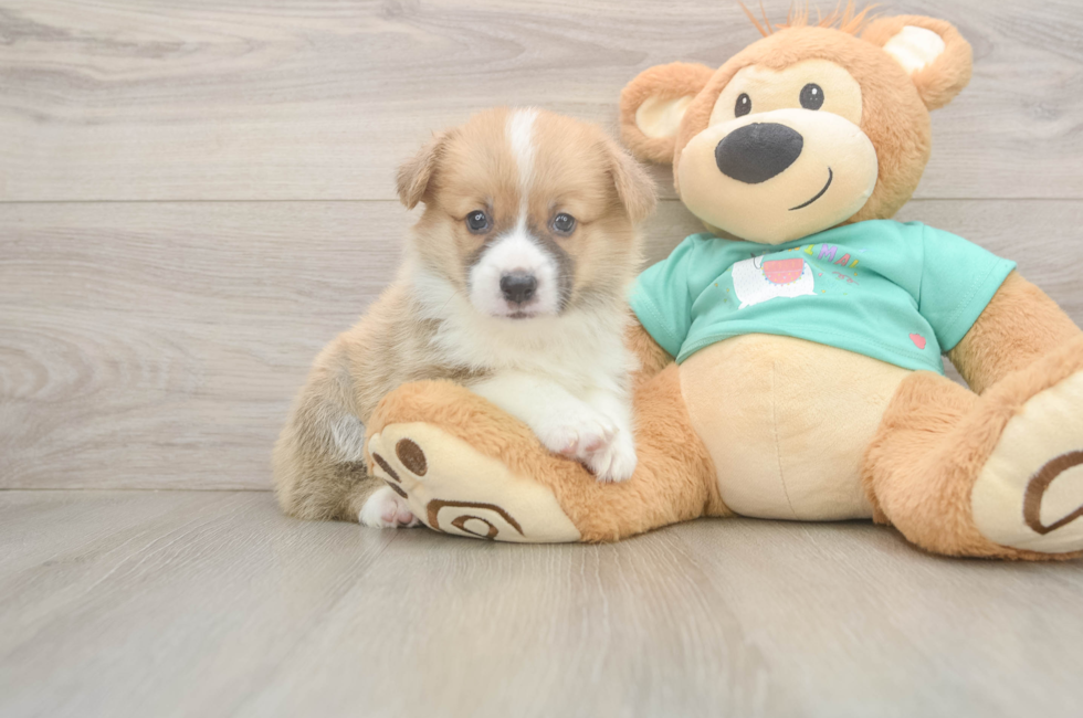 5 week old Pembroke Welsh Corgi Puppy For Sale - Simply Southern Pups