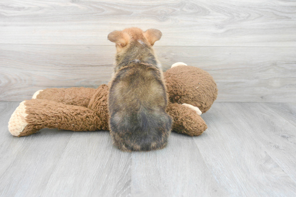 Best Pembroke Welsh Corgi Baby
