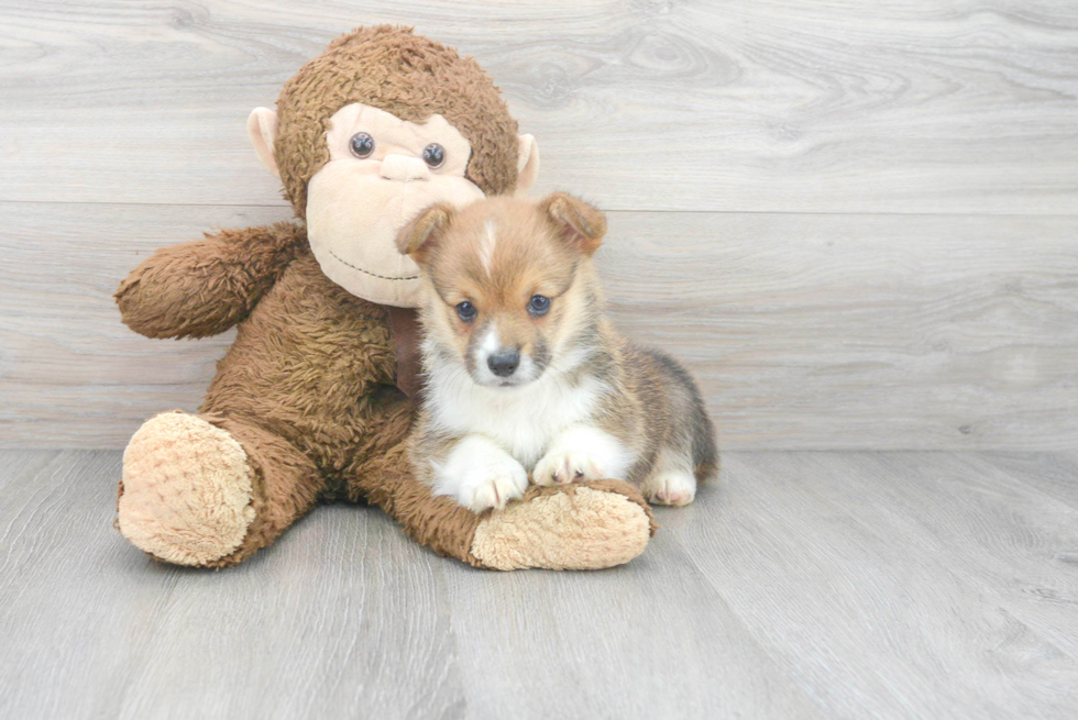 Fluffy Corgi Purebred Puppy