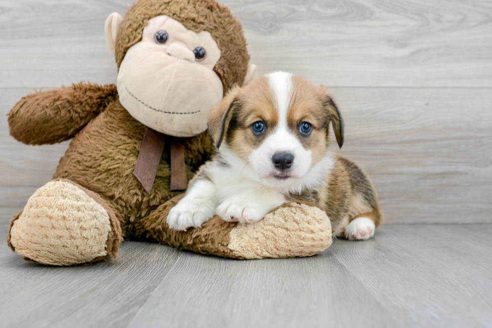 Best Pembroke Welsh Corgi Baby