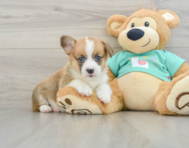 7 week old Pembroke Welsh Corgi Puppy For Sale - Simply Southern Pups