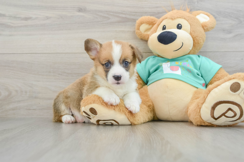 Popular Pembroke Welsh Corgi Purebred Pup