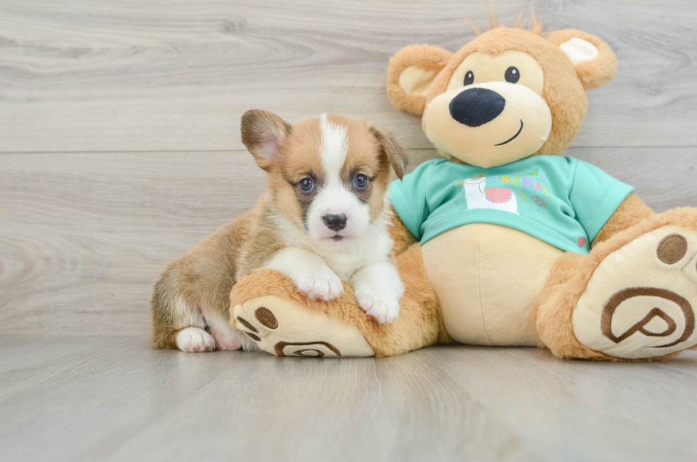 8 week old Pembroke Welsh Corgi Puppy For Sale - Simply Southern Pups