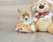 5 week old Pembroke Welsh Corgi Puppy For Sale - Simply Southern Pups