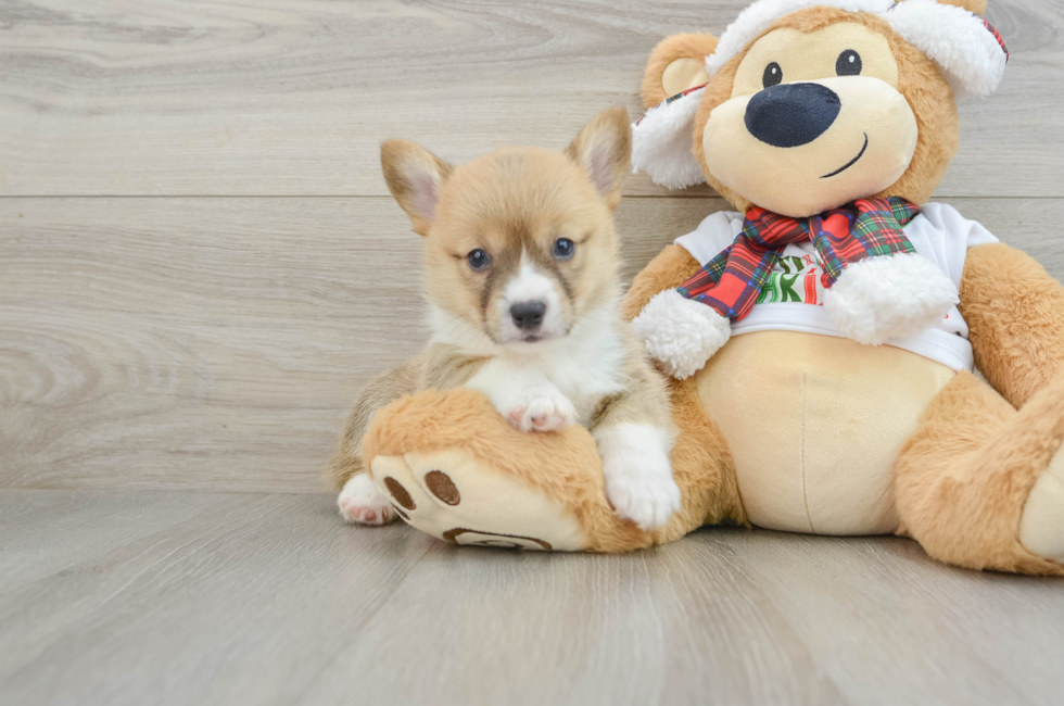 5 week old Pembroke Welsh Corgi Puppy For Sale - Simply Southern Pups