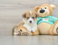 7 week old Pembroke Welsh Corgi Puppy For Sale - Simply Southern Pups