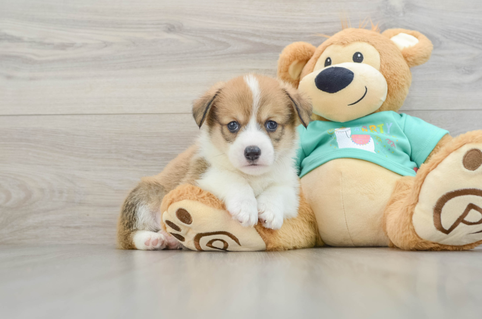 8 week old Pembroke Welsh Corgi Puppy For Sale - Simply Southern Pups