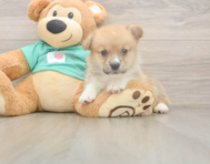 5 week old Pembroke Welsh Corgi Puppy For Sale - Simply Southern Pups