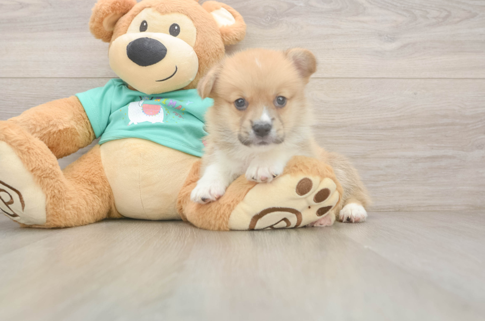 5 week old Pembroke Welsh Corgi Puppy For Sale - Simply Southern Pups
