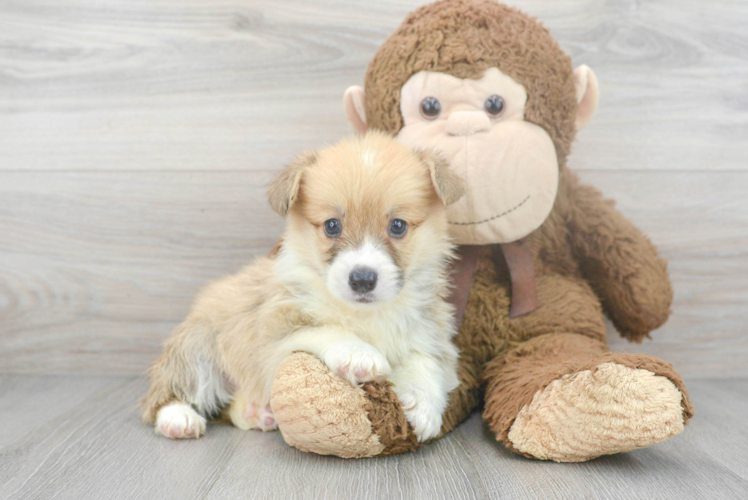Pembroke Welsh Corgi Puppy for Adoption
